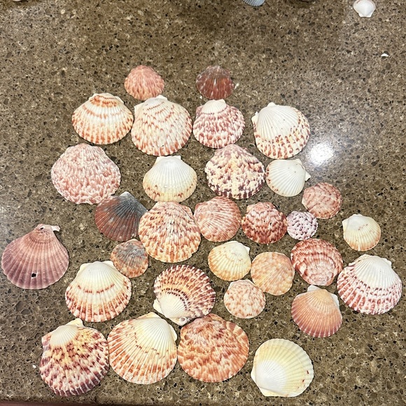 Other - Natural Florida Scallop Sea Shell Accent Pack - Pink and Cream Decorative Shells